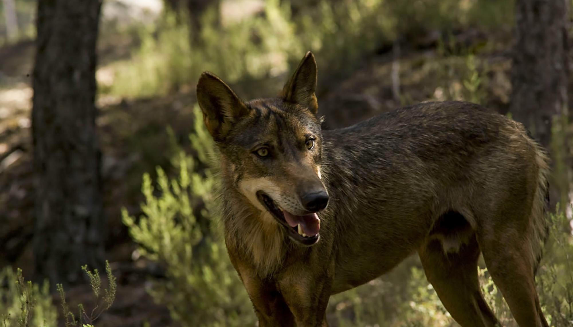 Lobo Zamora